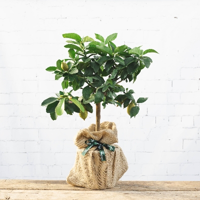 Wedding News: Tree2MyDoor has released products for green-fingered friends and family members