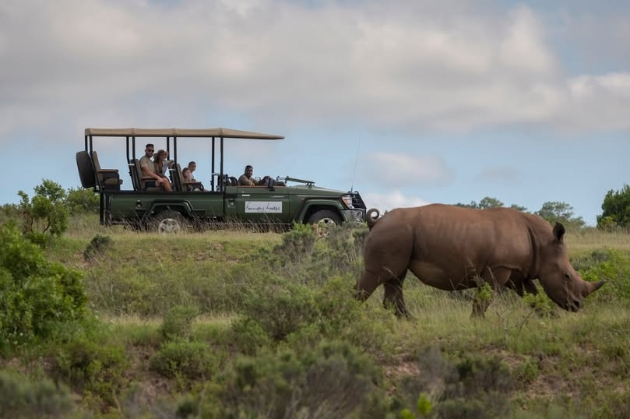 A safari truck looking at a rhino